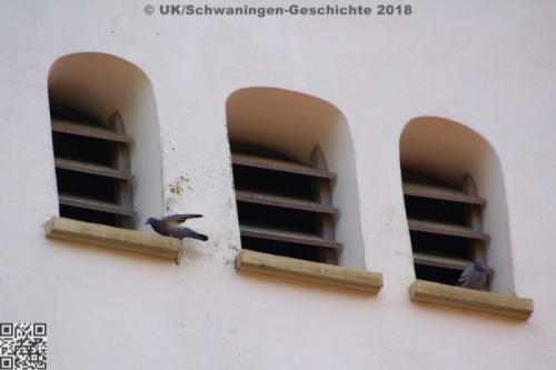 Tauben- und Turmfalken im Kirchturm Schwaningen Juni 2018