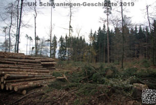 Borkenkäferschäden in Schwaningen 2019